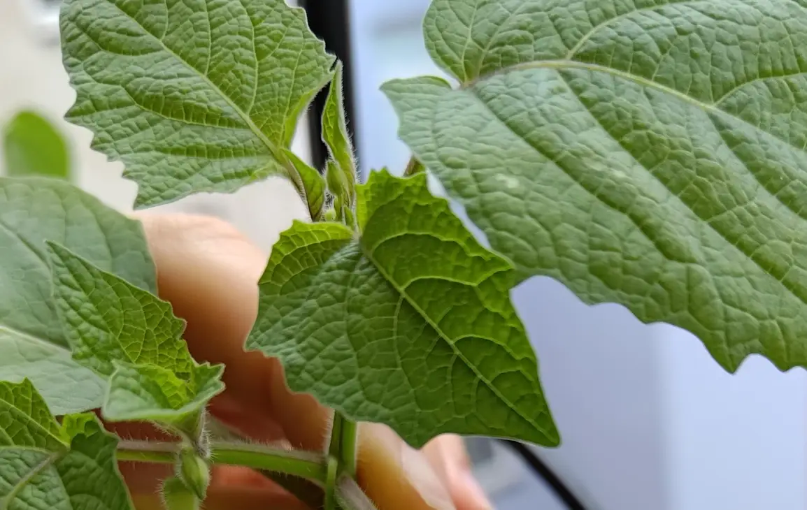 燈籠果養護技巧