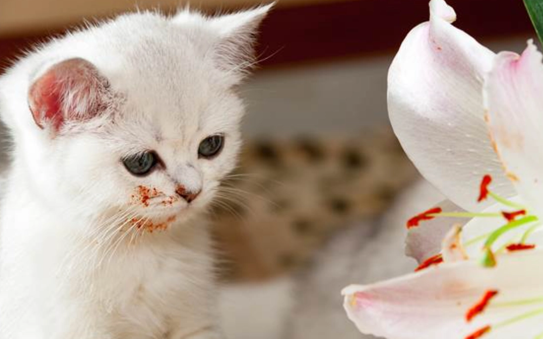 貓咪百合花中毒