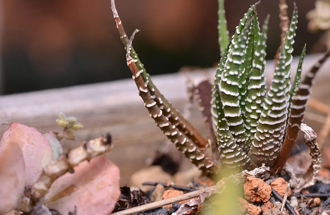 植物曬傷症狀 植物曬傷症狀