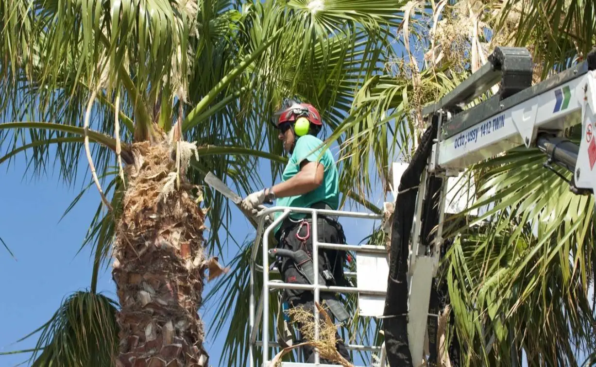 棕櫚樹修剪方法