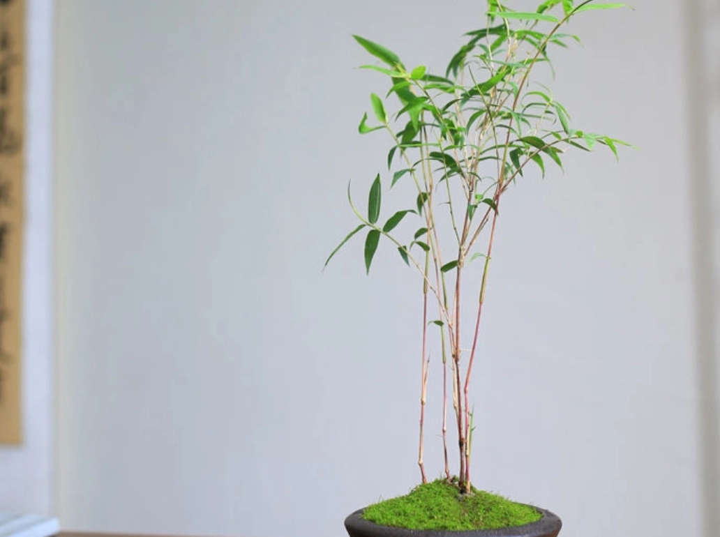 種竹子技巧