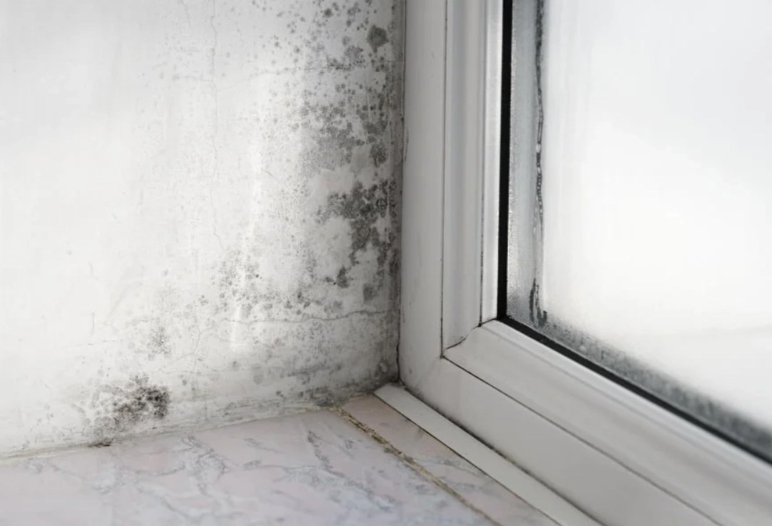 辦公室發霉處理