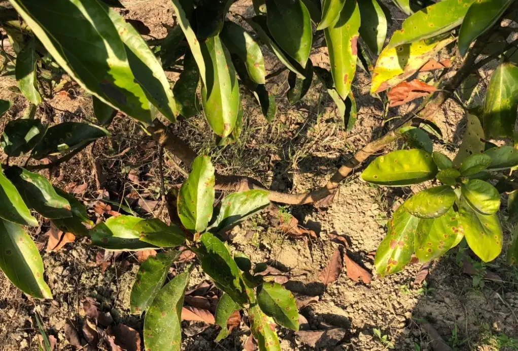 有機防治藥劑 有機防治藥劑