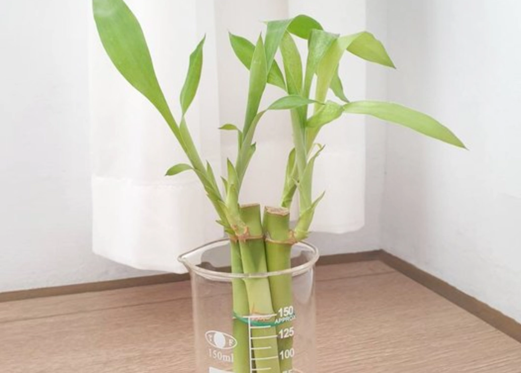 種竹子技巧