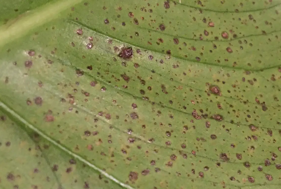 植物 殺菌劑 推薦