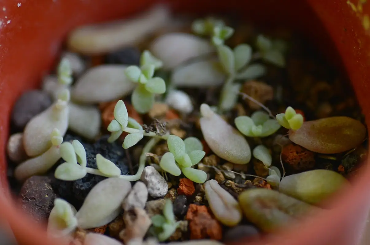 多肉植物繁殖方法