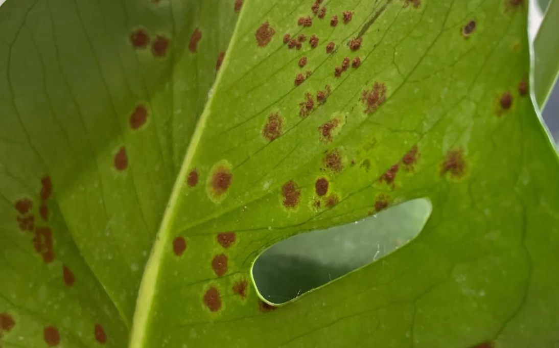 植物 殺菌劑 推薦