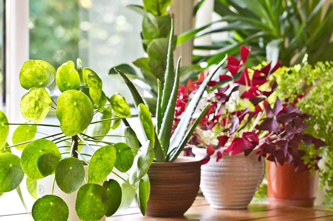 室內淨化植物推薦