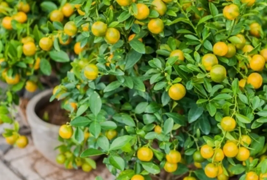 盆栽金桔結果