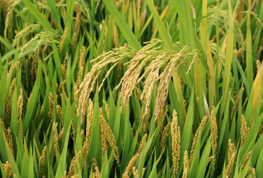 水稻分蘗期管理 水稻分蘗期管理