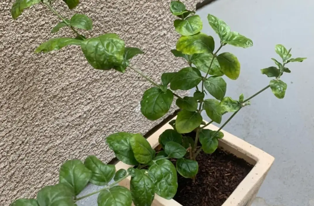 茉莉花叶子皱皱怎么办