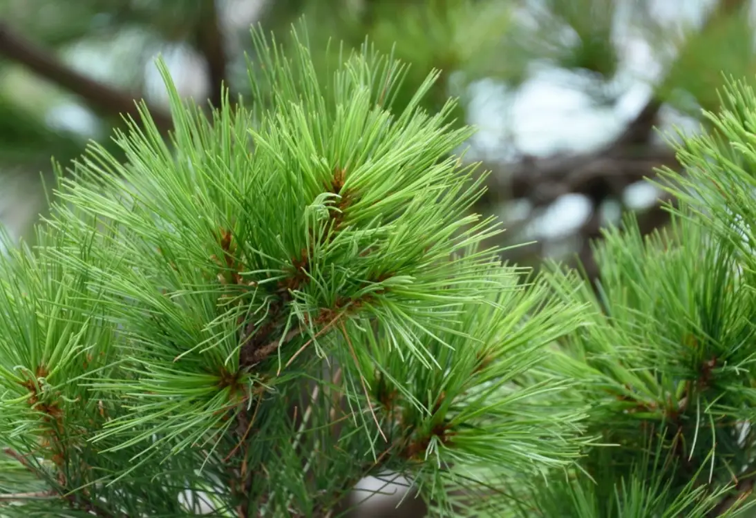 台灣有松樹嗎？盤點台灣原生松樹種類與絕美賞松秘境