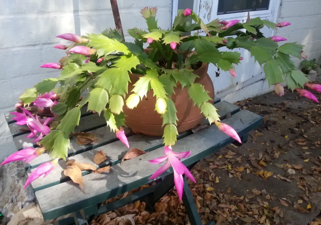 蟹爪兰花期浇水全指南：避免落蕾、促進開花的實用技巧