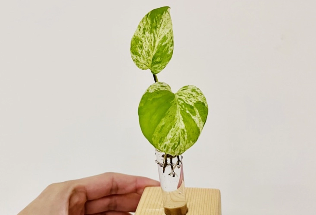 黃金葛水耕問題