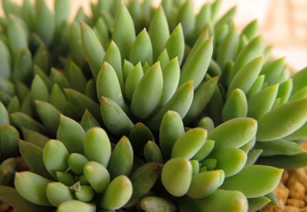 多肉植物繁殖方法