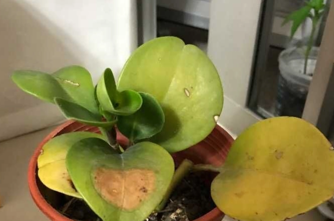 植物曬傷處理 植物曬傷處理