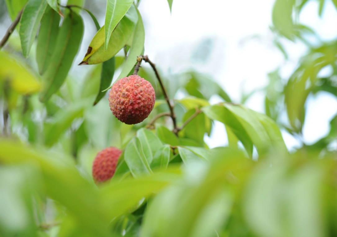 荔枝嫁接技術 荔枝嫁接技術