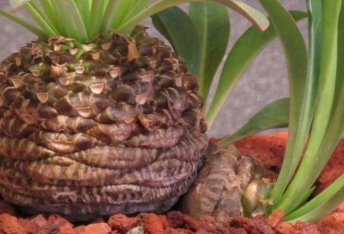 鐵甲丸黃葉原因