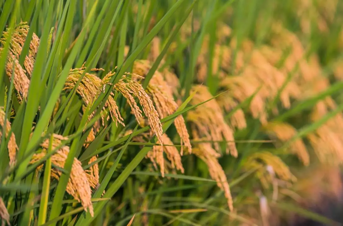 水稻溫度控制 水稻溫度控制