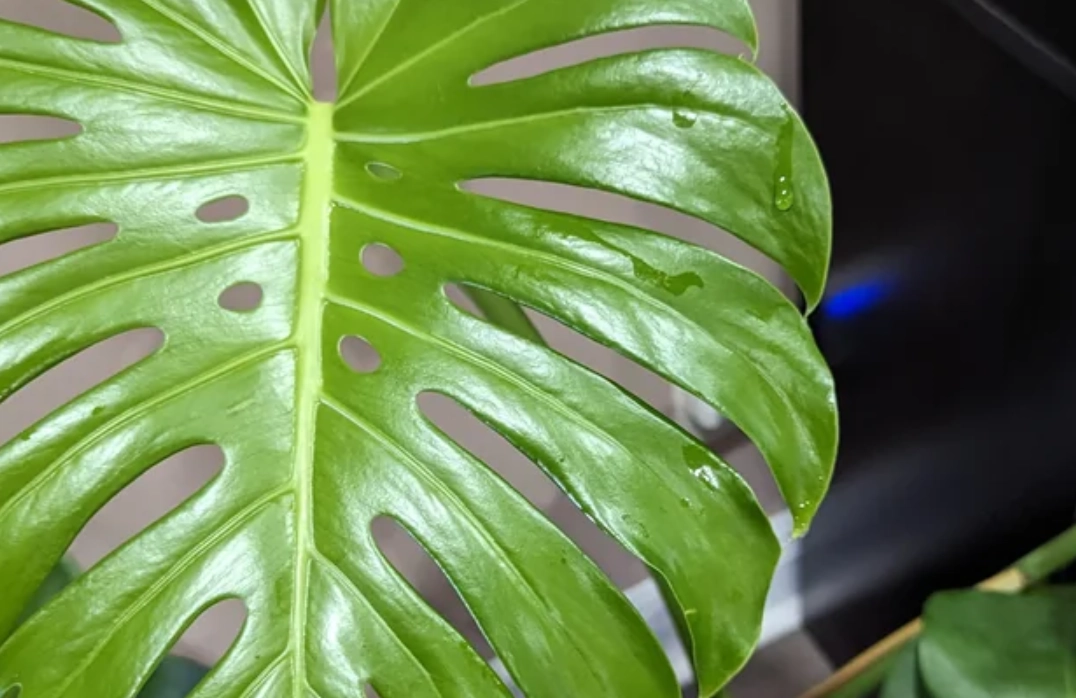 龜背竹 葉尖 水珠