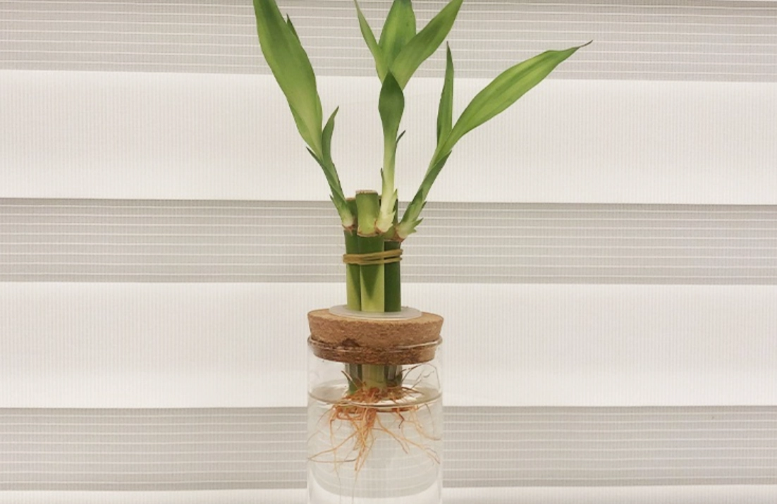 盆栽養護