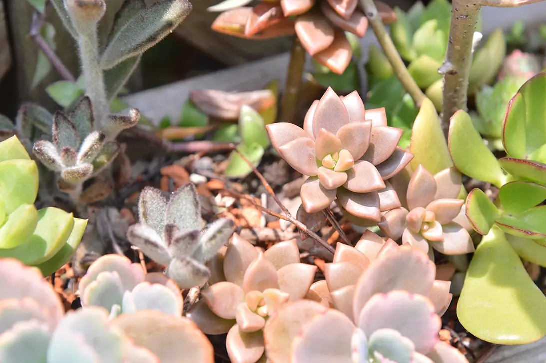 如何預防植物曬傷 如何預防植物曬傷