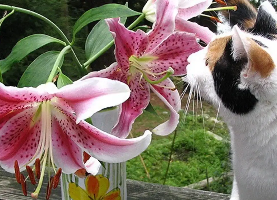 百合花對貓有毒