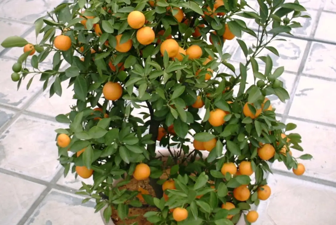 金桔盆栽照顧技巧
