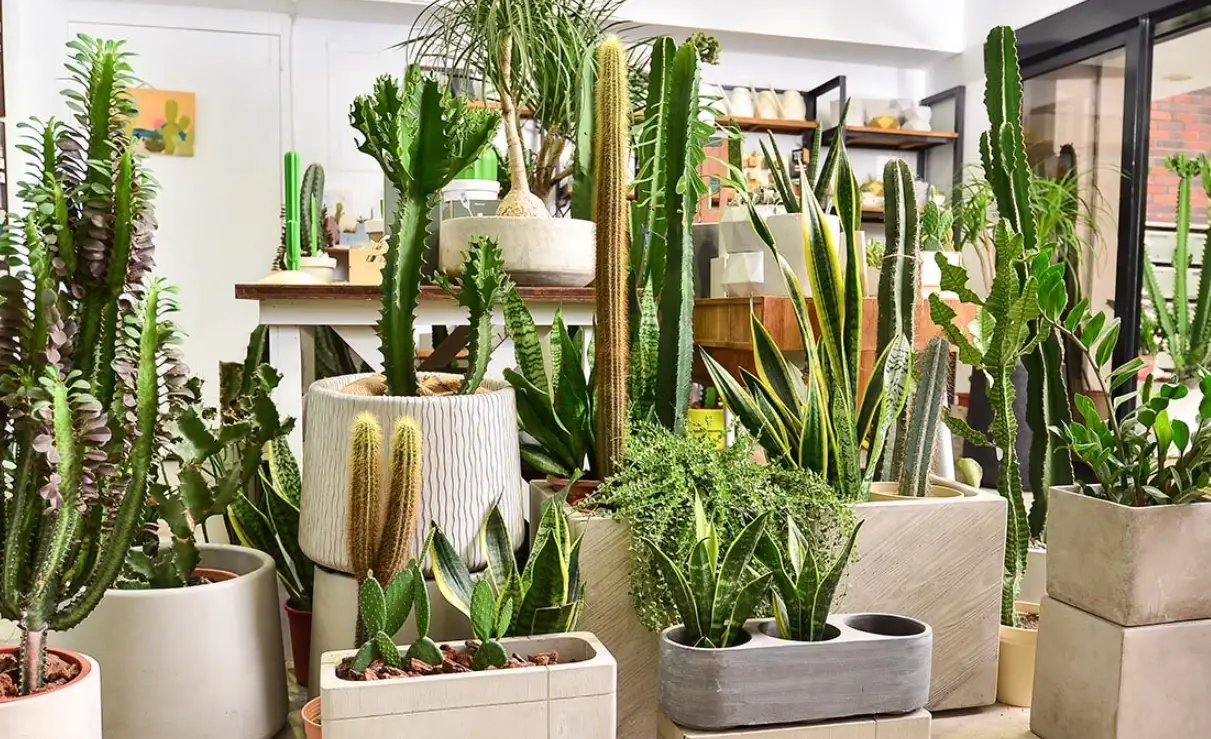 大型仙人掌品種全攻略：適合台灣的巨無霸綠植推薦與養護秘訣