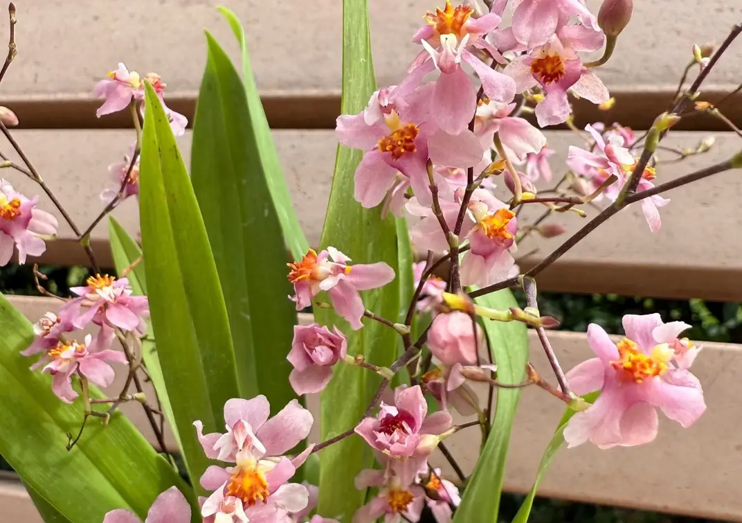 文心蘭哪裡買 文心蘭哪裡買