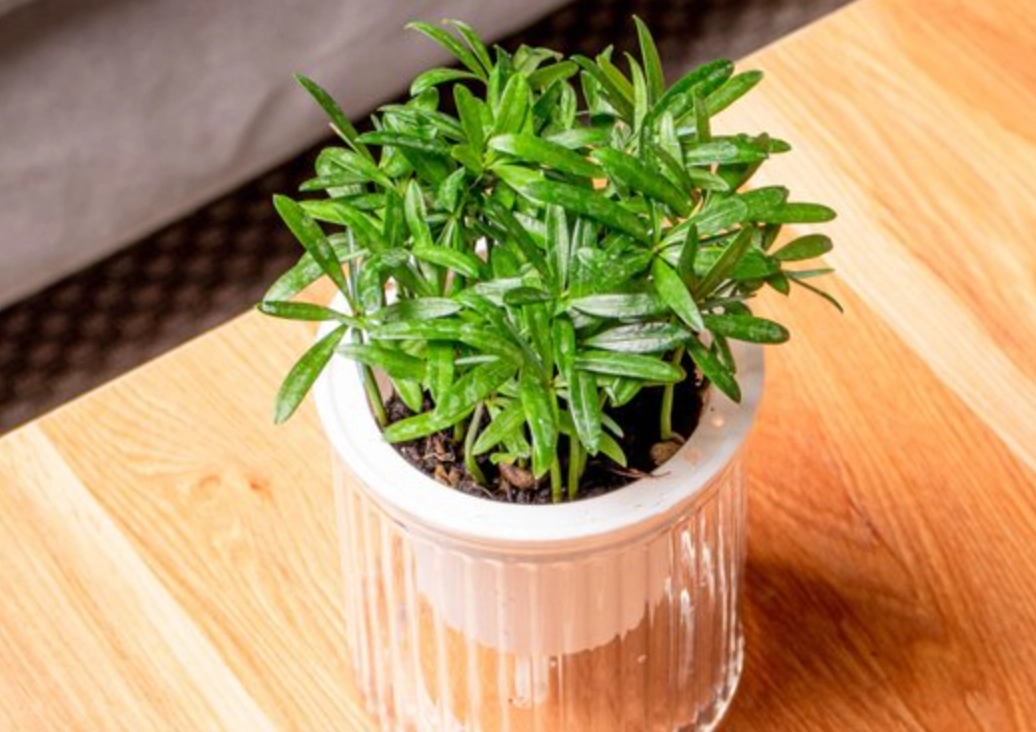 小葉羅漢松修剪完整指南：專家教你打造完美盆景造型