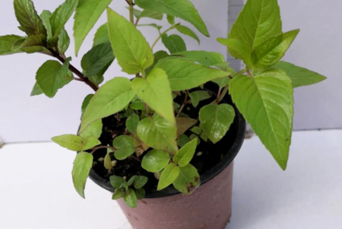 如何讓薄荷莖變粗