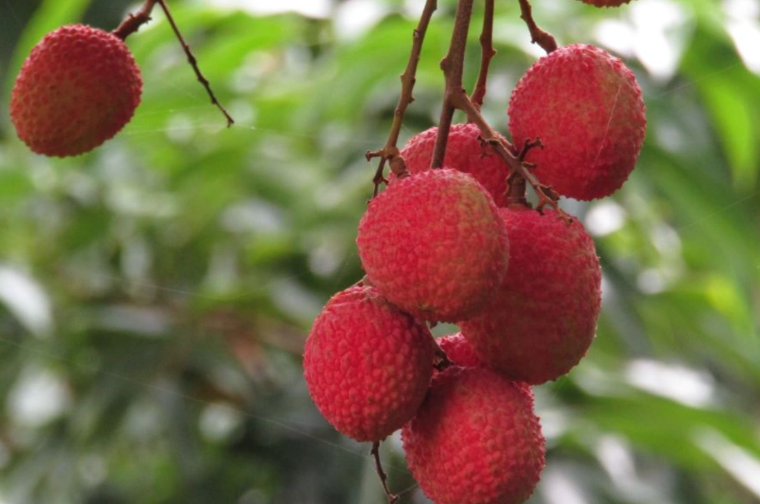荔枝繁殖方法 荔枝繁殖方法