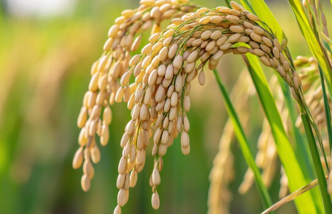 水稻溫度控制 水稻溫度控制