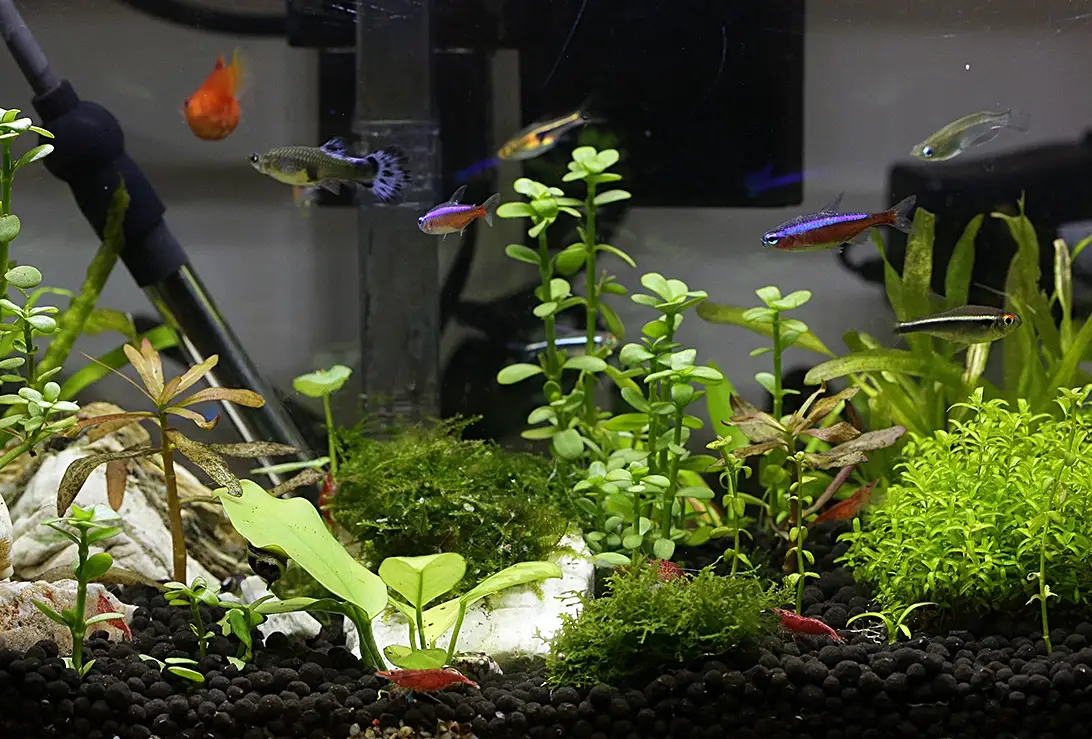 新手魚缸造景 新手魚缸造景