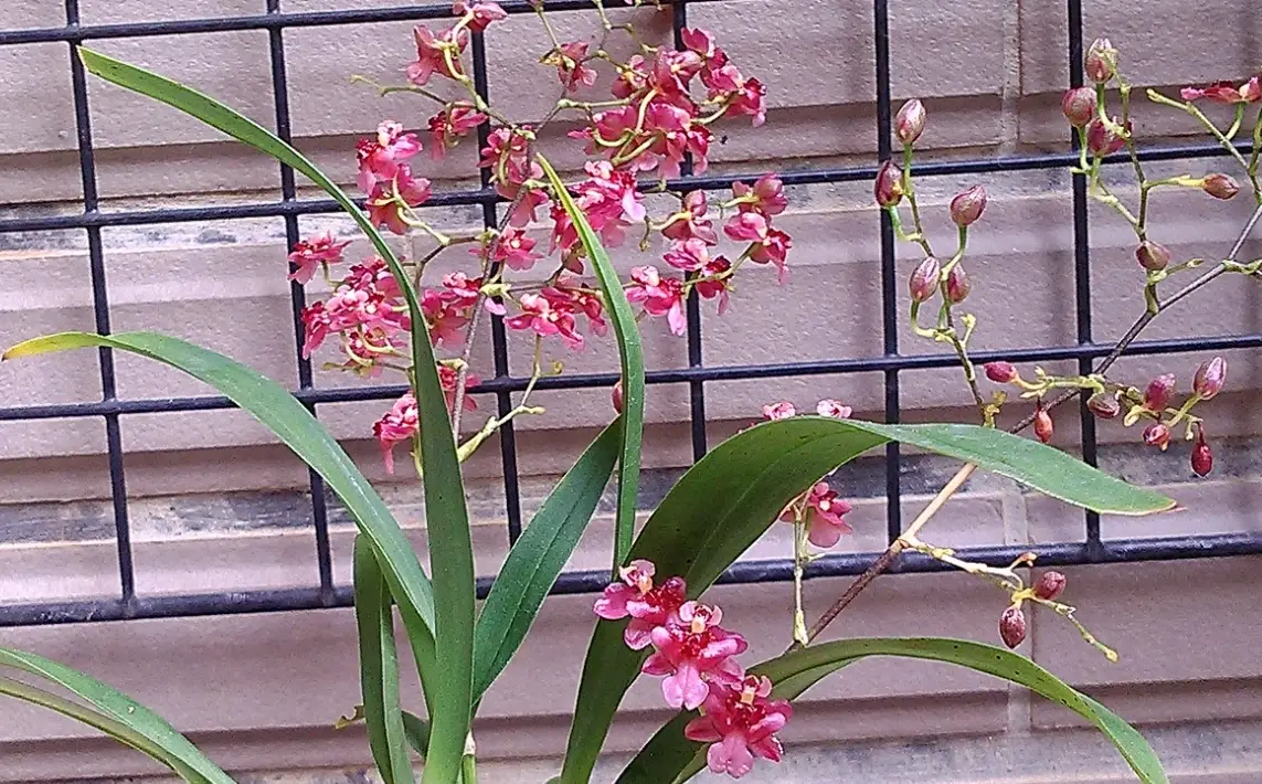 文心蘭照顧 文心蘭照顧