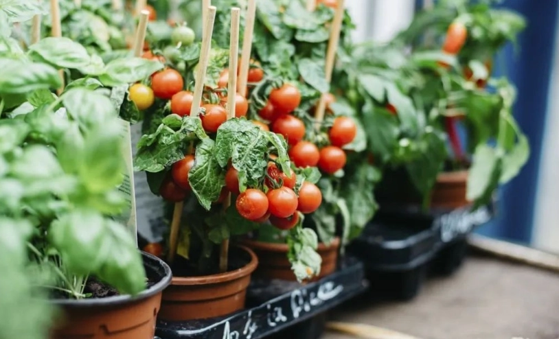 陽台番茄種植