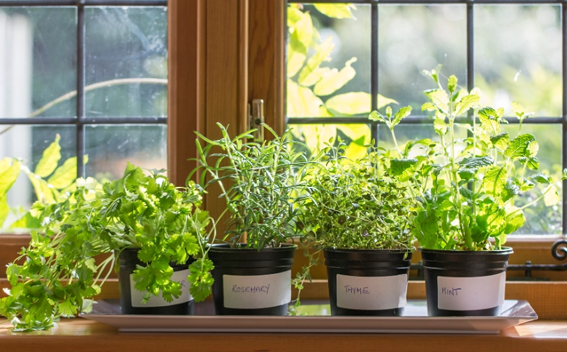 陽台香草植物