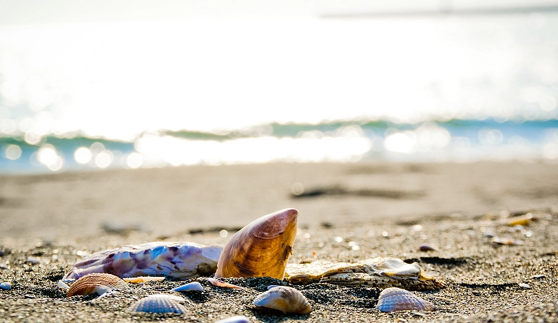 台灣海關貝殼規定