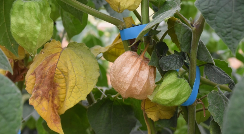 燈籠果適合台灣氣候嗎