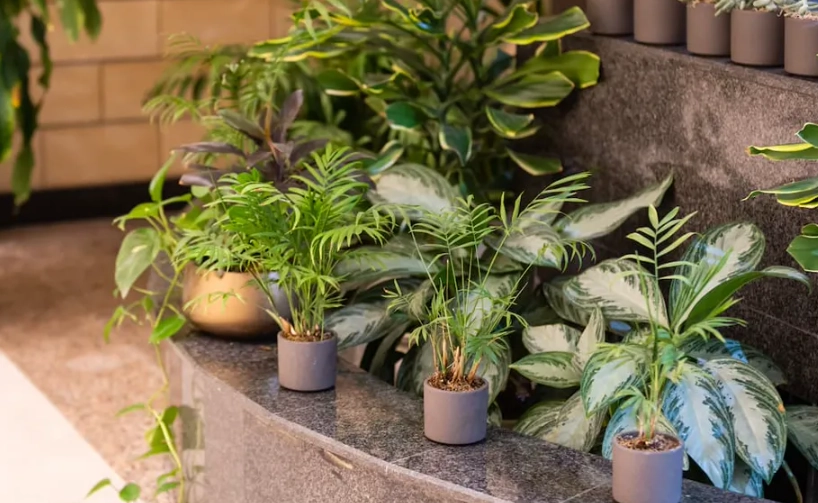 半日照植物推薦