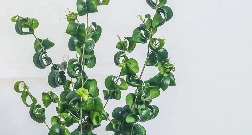 榕樹葉捲曲原因