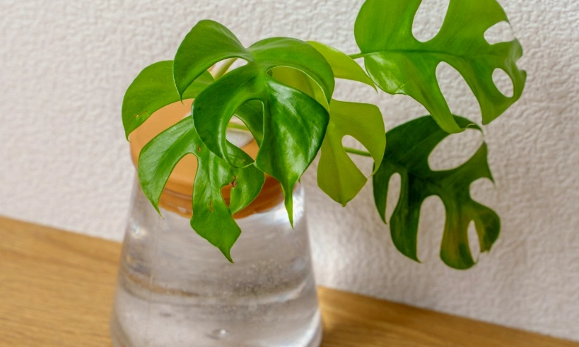 龜背芋水耕方法