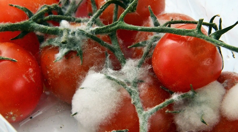 發霉食物處理