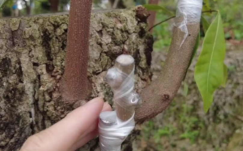 荔枝嫁接龍眼全攻略：提升產量與風味的實戰技巧