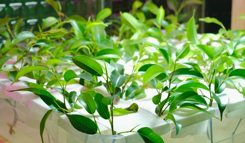 水耕植物營養液