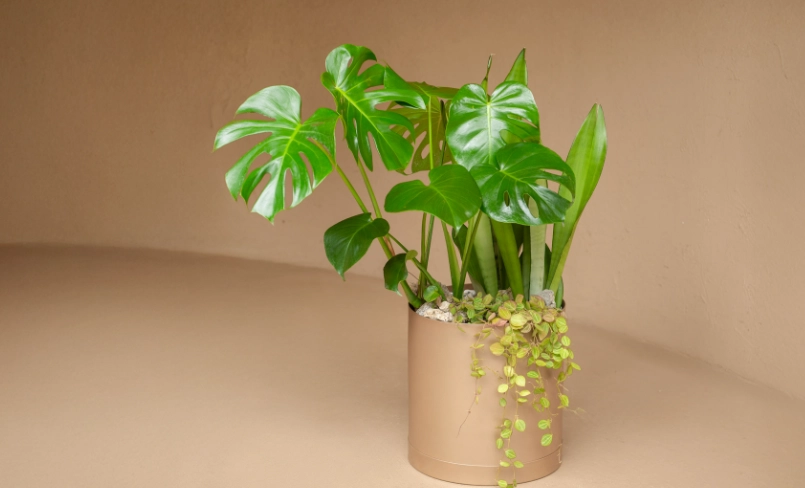 龜背竹葉子不開洞