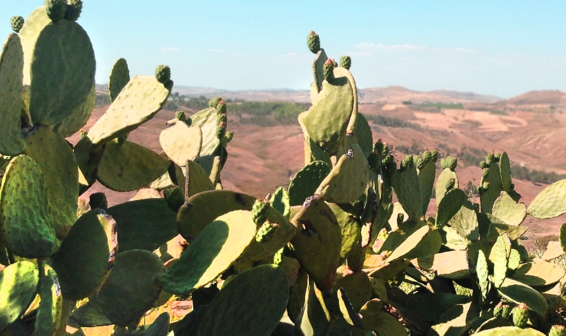 仙人掌萃取物 怎麼吃