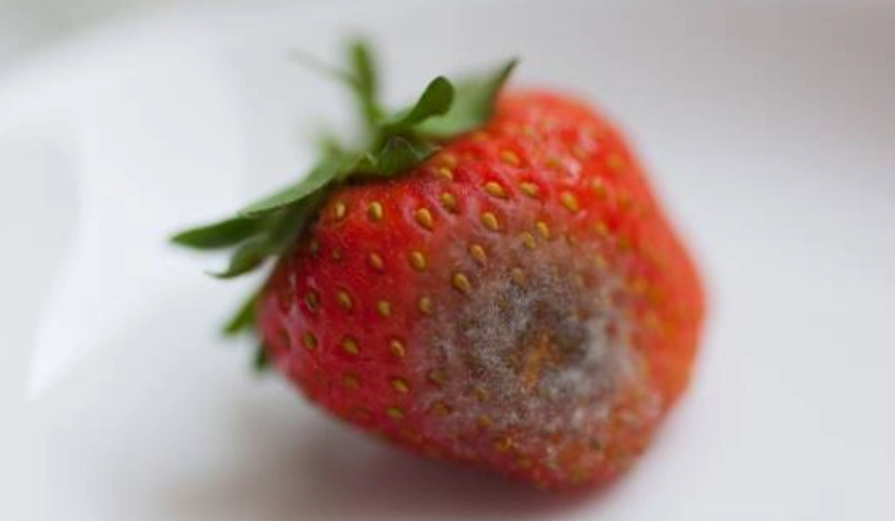 食物發霉可以吃嗎