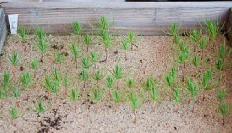 黑松 盆栽 入門